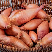 West Coast Seeds Shallot